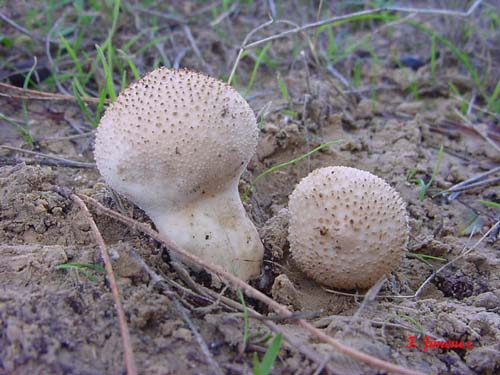 Lycoperdon perlatum